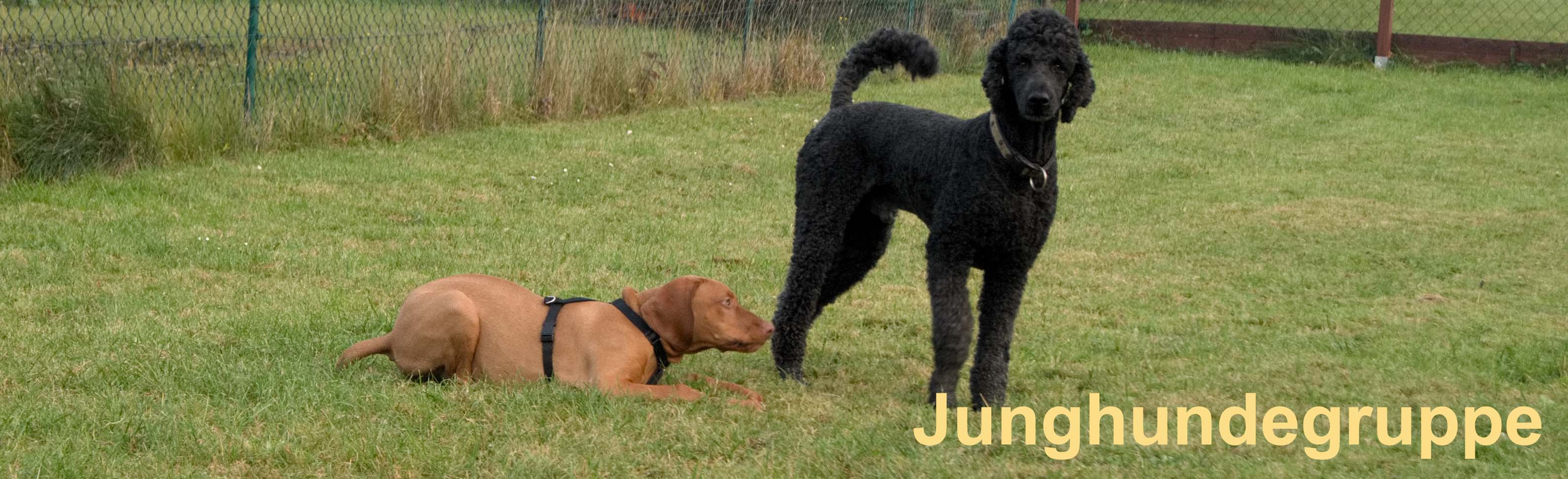 Junghundegruppe